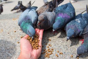 Nest Making and Birds Feeding