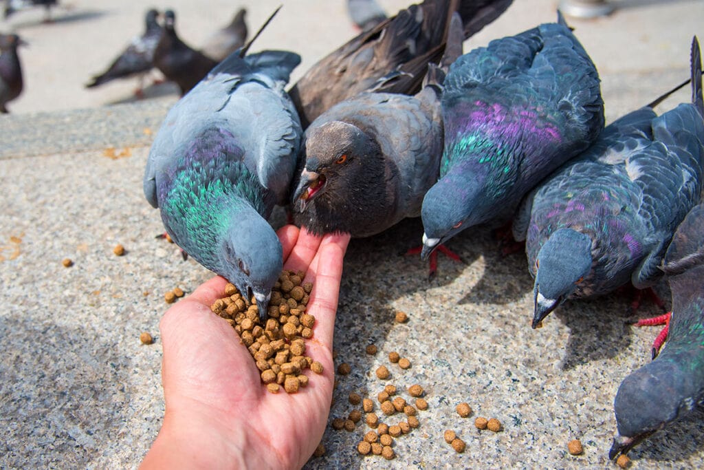 Nest Making and Birds Feeding