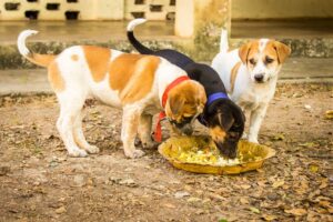 Stray Dogs Feeding Program