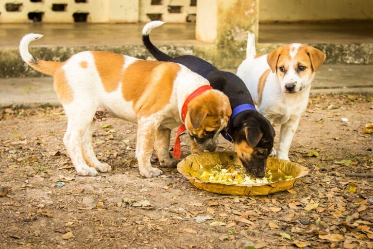 Stray Dogs Feeding Program