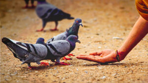 Protecting Birds is Important for the Environment