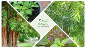 3 Trees That Remove Air Pollution