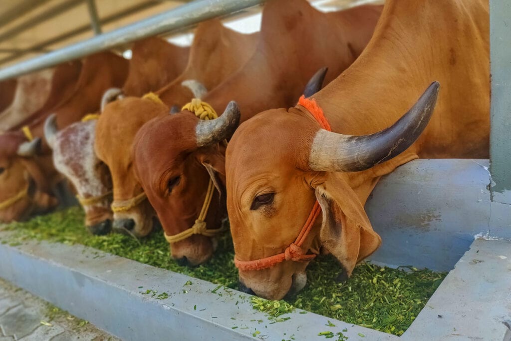 Gau Sewa Mission Tryambakam Foundation